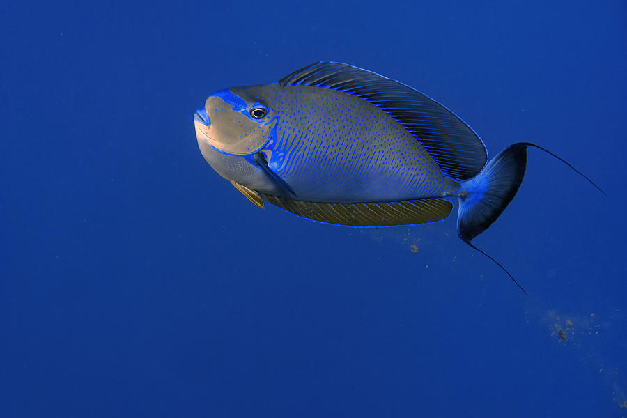 Bignose Unicornfish - Naso Vlamingii Photograph by Alessandro Catta