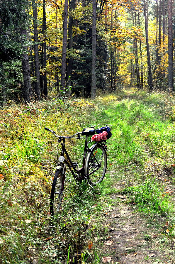 bikes in forest