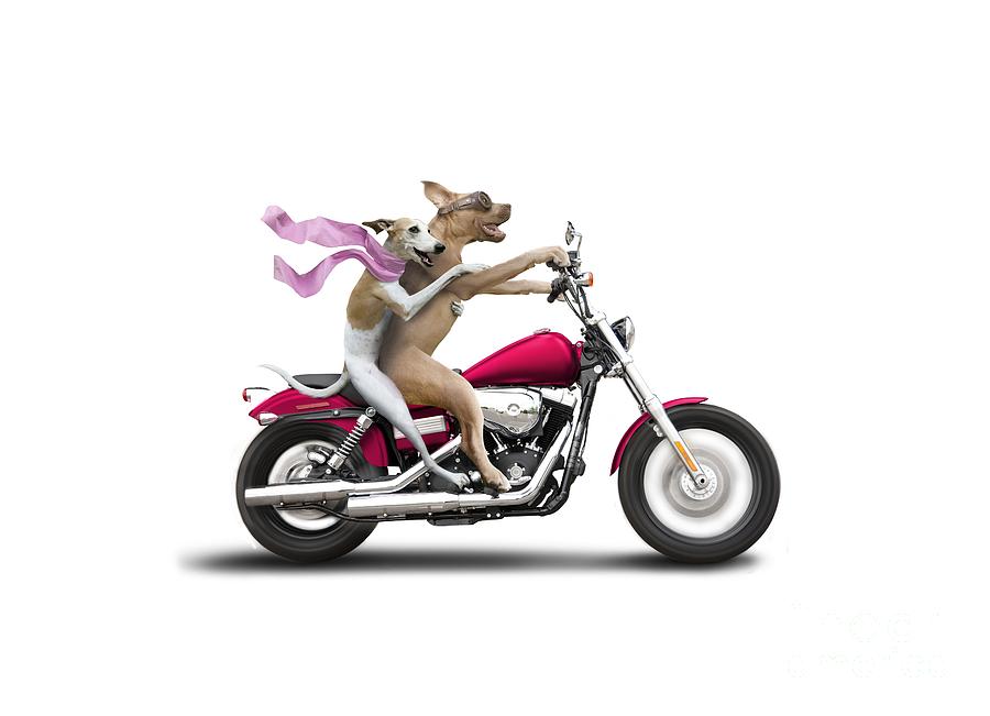 Dog Photograph - Biker Dogs by Lund Roeser