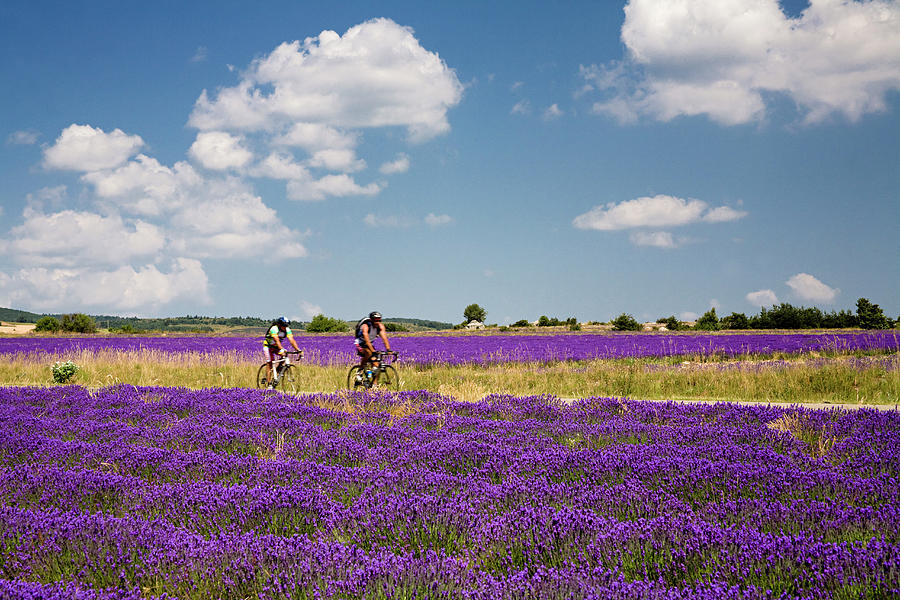 Bikers On Lavender Field Digital Art by Sandra Raccanello