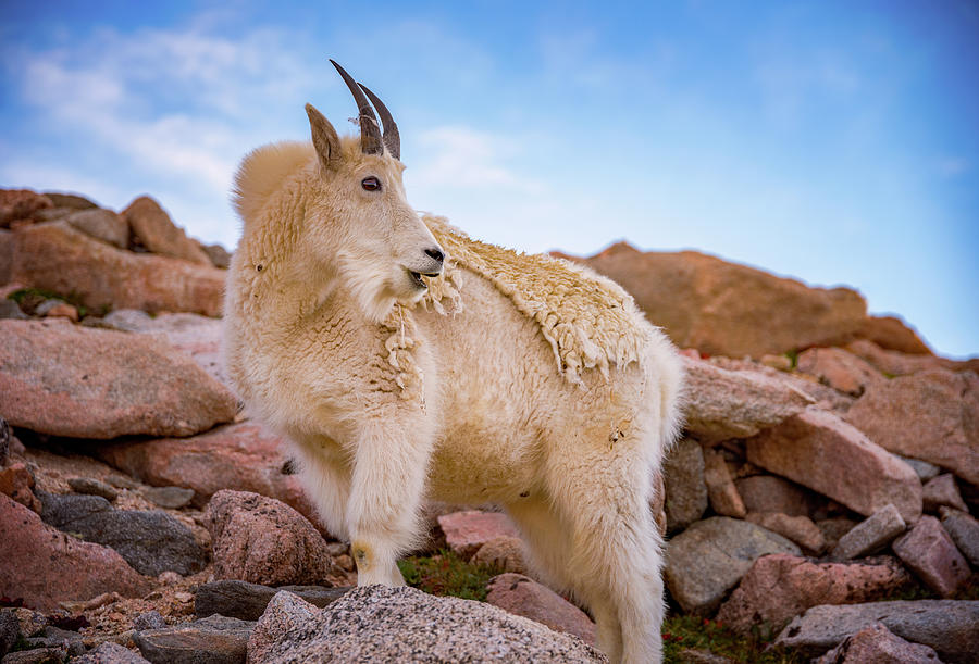 Animal Photograph - Billy Goat Scruff by Darren White Photography