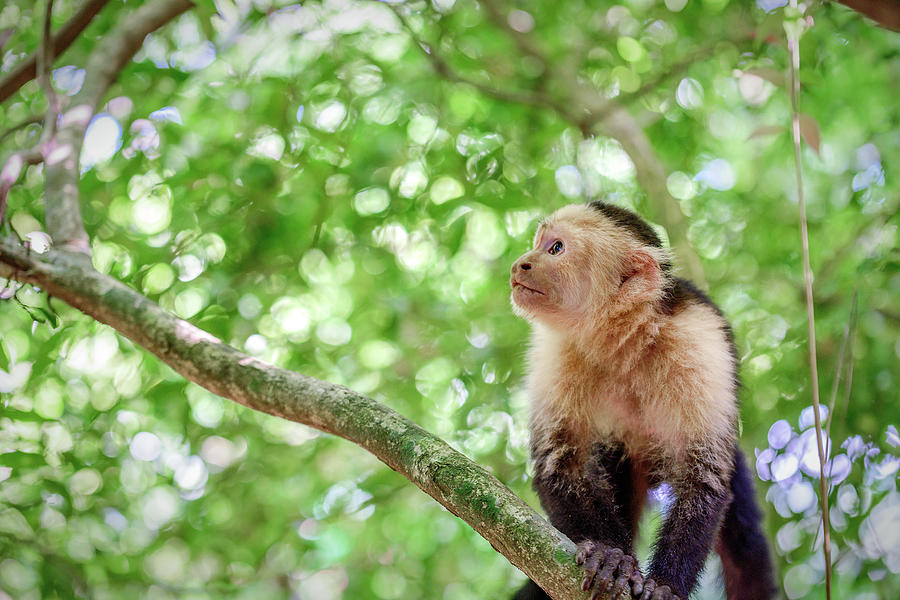 Billy the Monkey from Honduras Photograph by Mike Whalen