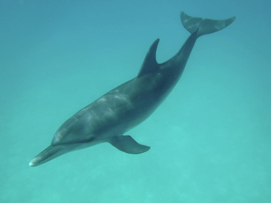 Beautiful Bottlenose Dolphin near Bimini Photograph by Dan Podsobinski