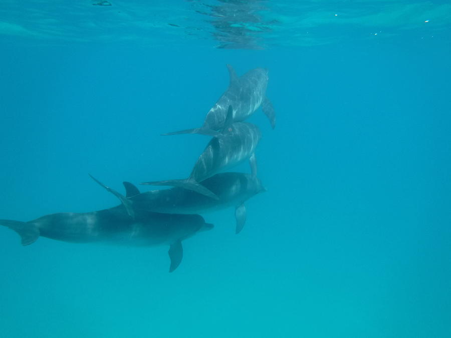 Bimini Dolphin Pod Photograph by Dan Podsobinski