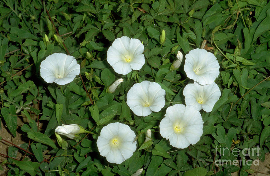 Bindweed Photograph by Science Photo Library