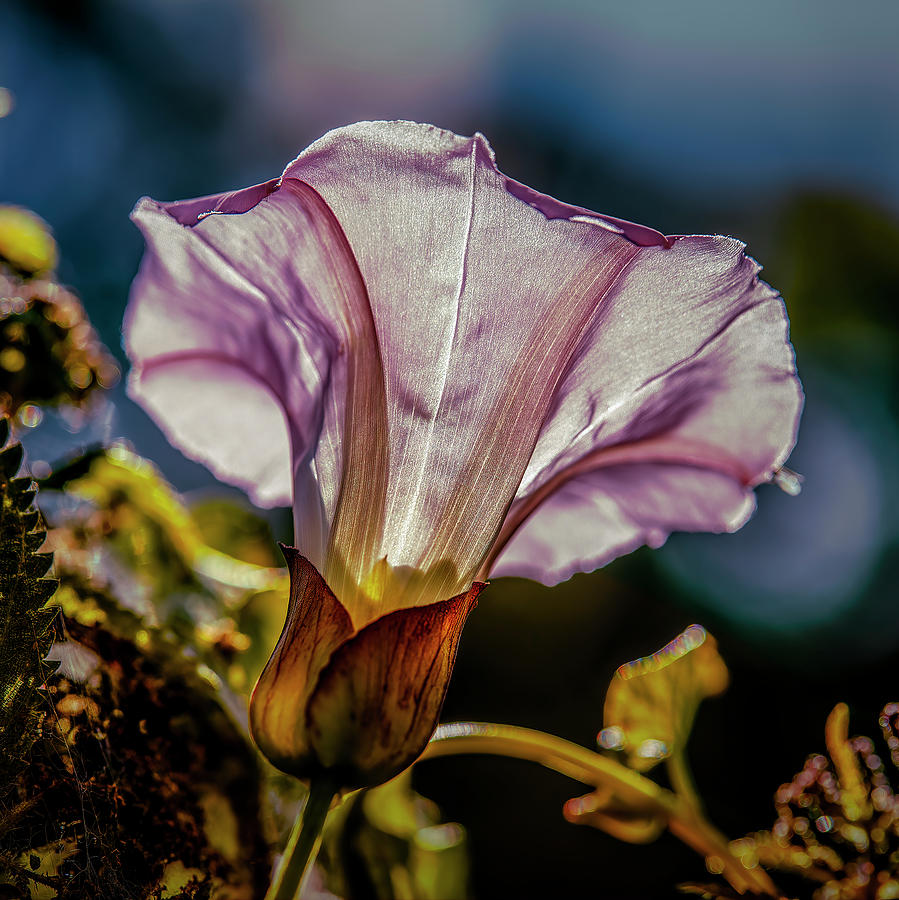 Bindweed in light #i9 Photograph by Leif Sohlman