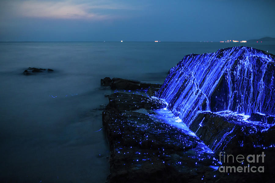 Bio-luminescent Shrimp Spill Photograph by Tdub video