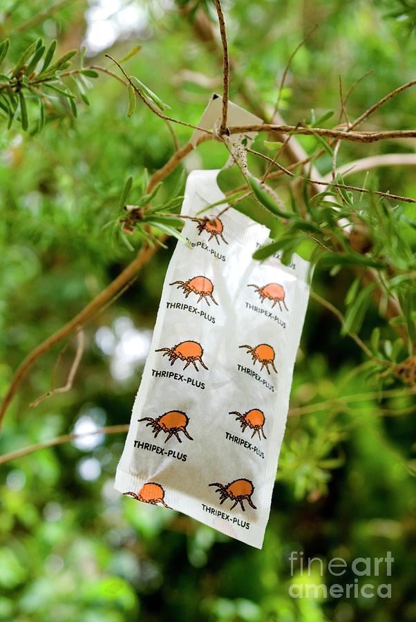 Biological Control Mite Sachet In A Tree Photograph by Mark Williamson/science Photo Library
