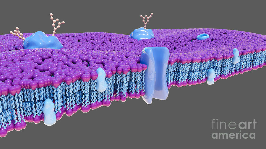 Biological Membranes Photograph by Thom Leach / Science Photo Library ...