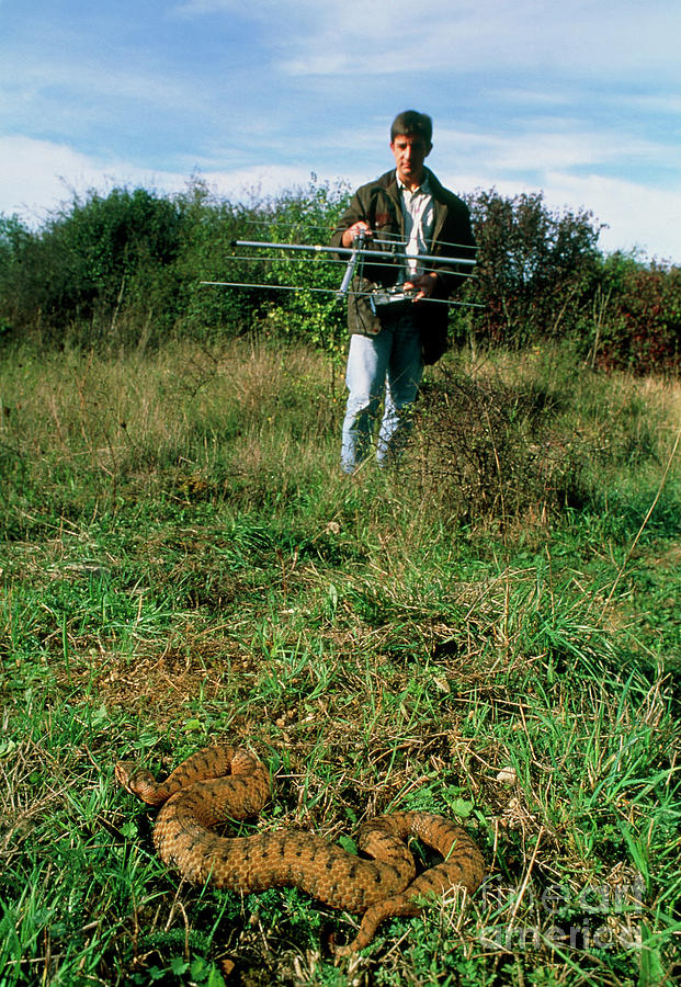 Biologist Locating Asp Using Antenna And Receiver Photograph by Pascal Goetgheluck/science Photo Library
