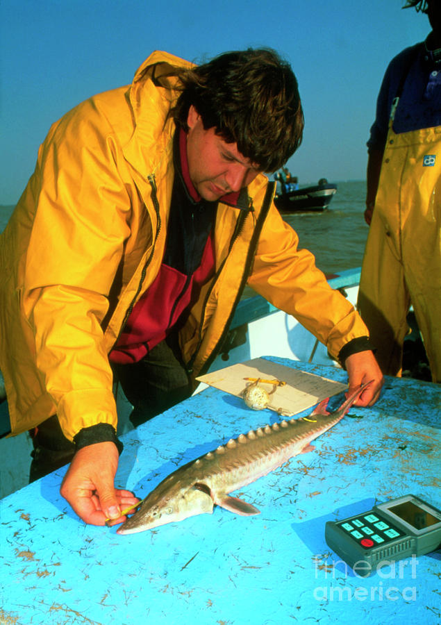 Biologist Measuring Common Atlantic Sturgeon Photograph by Pascal Goetgheluck/science Photo Library