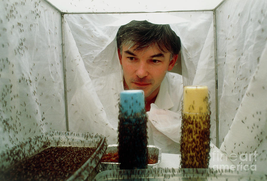 Biologist Studies Culex Mosquito Breeding Cage Photograph by Pascal Goetgheluck/science Photo Library
