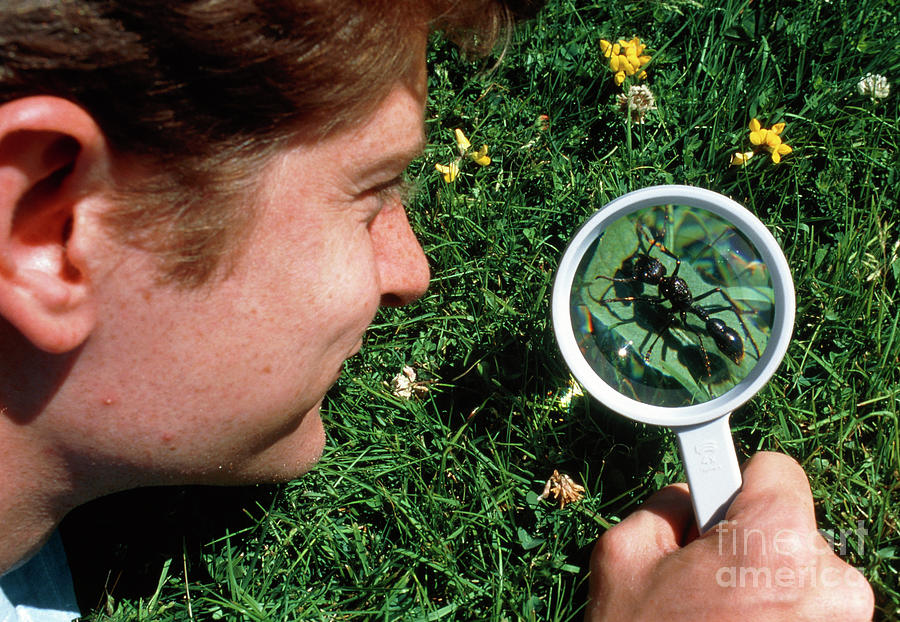 Biologist Studying Ant Through Magnifying Glass Photograph by Pascal Goetgheluck/science Photo Library