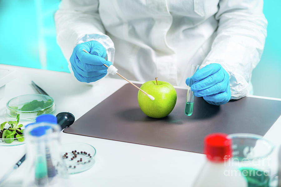 Biologist Testing Apple For Pesticides Photograph by Microgen Images/science Photo Library