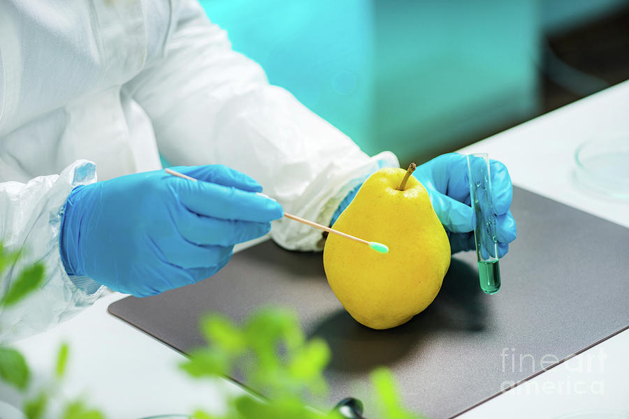 Biologist Testing Quince For Pesticides Photograph by Microgen Images/science Photo Library