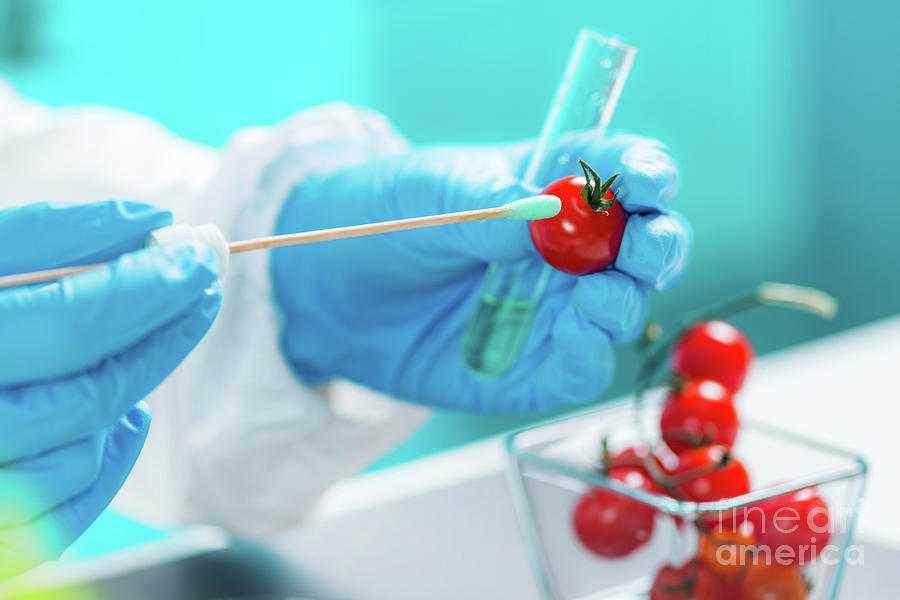 Biologist Testing Tomatoes For Pesticides Photograph by Microgen Images/science Photo Library