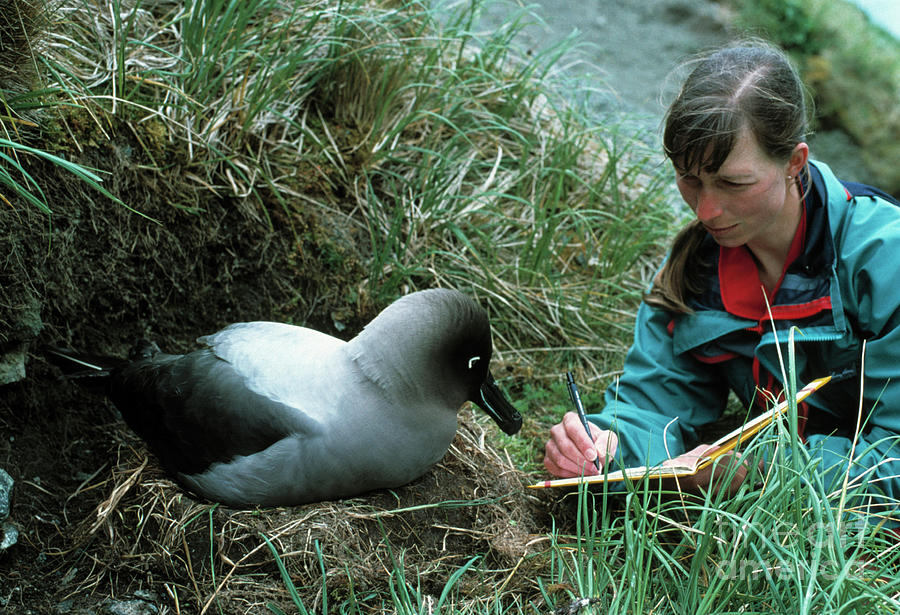 Biologist With An Albatross Photograph by Chris Sattlberger/science Photo Library