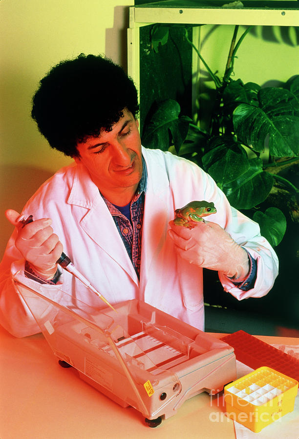 Biologist With Tree Frog (phyllomedusa Bicolor) Photograph by Pascal Goetgheluck/science Photo Library
