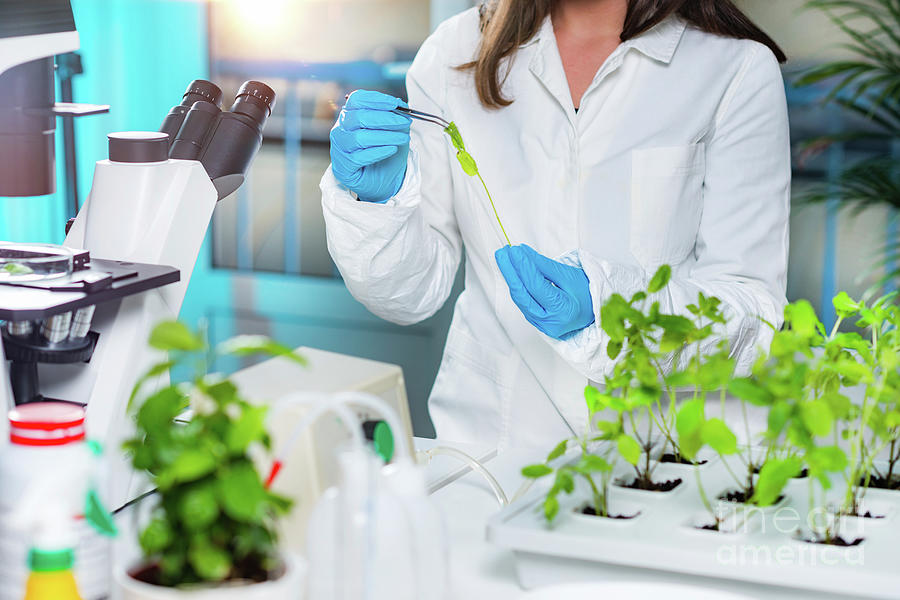 Nature Photograph - Biologist Working With Seedlings In Plant Laboratory by Microgen Images/science Photo Library