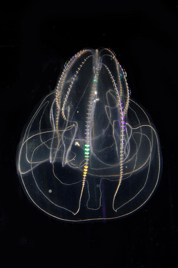 Bioluminescent Comb Jelly 1 Photograph by Hiroya Minakuchi