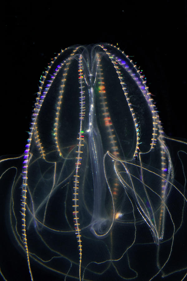 Bioluminescent Comb Jelly 2 Photograph by Hiroya Minakuchi