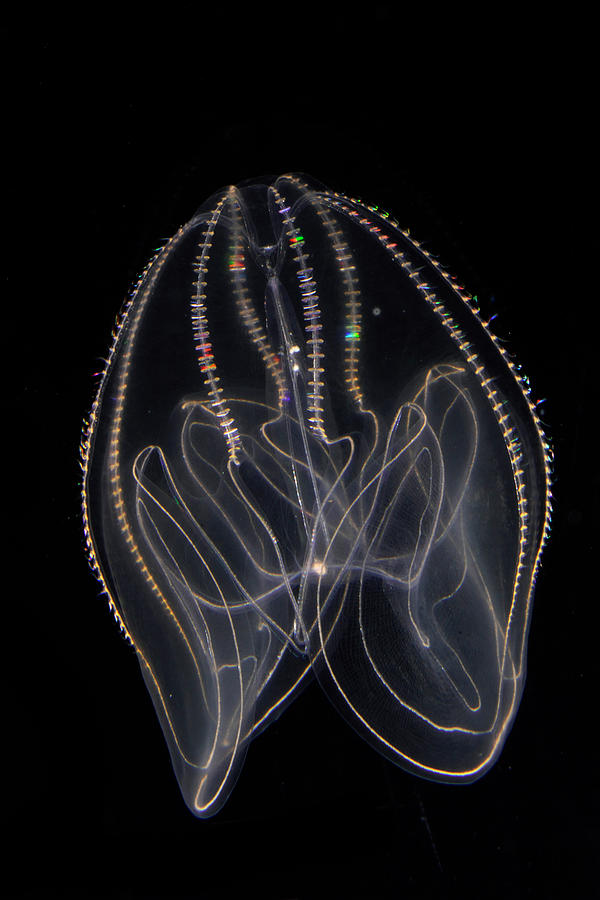 Bioluminescent Comb Jelly 4 Photograph by Hiroya Minakuchi