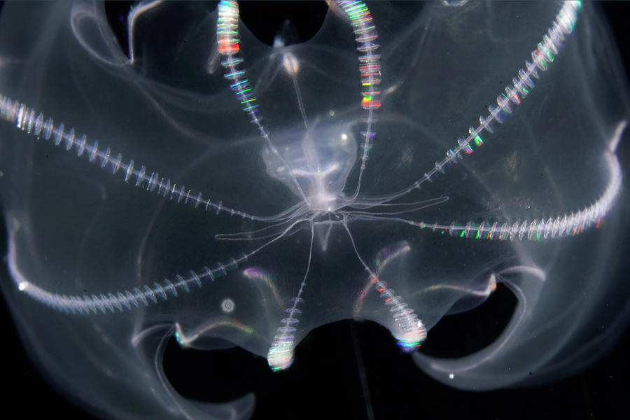 Bioluminescent Comb Jelly Detail Photograph by Hiroya Minakuchi