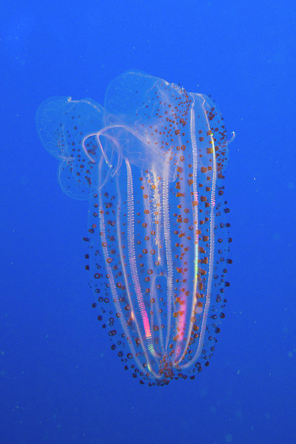 Bioluminescent Comb Jelly Photograph by Suzi Eszterhas