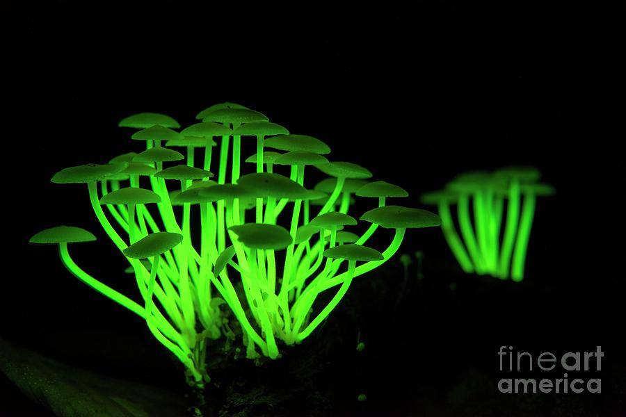 bioluminescent flowers