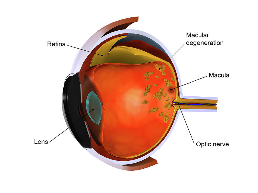 Biomedical Illustration Of Macular Photograph by Stocktrek Images