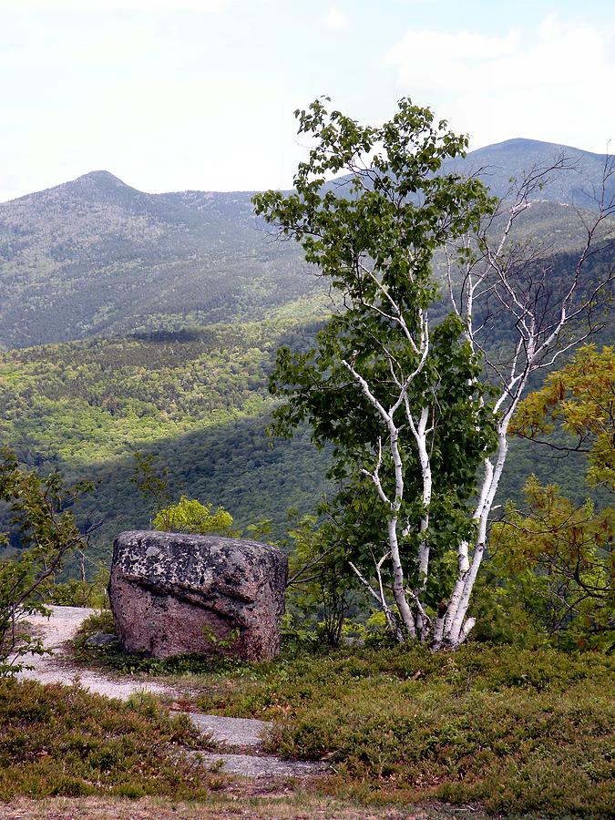 Birch and Boulder by Dave Martsolf Birch and Boulder by Dave Martsolf