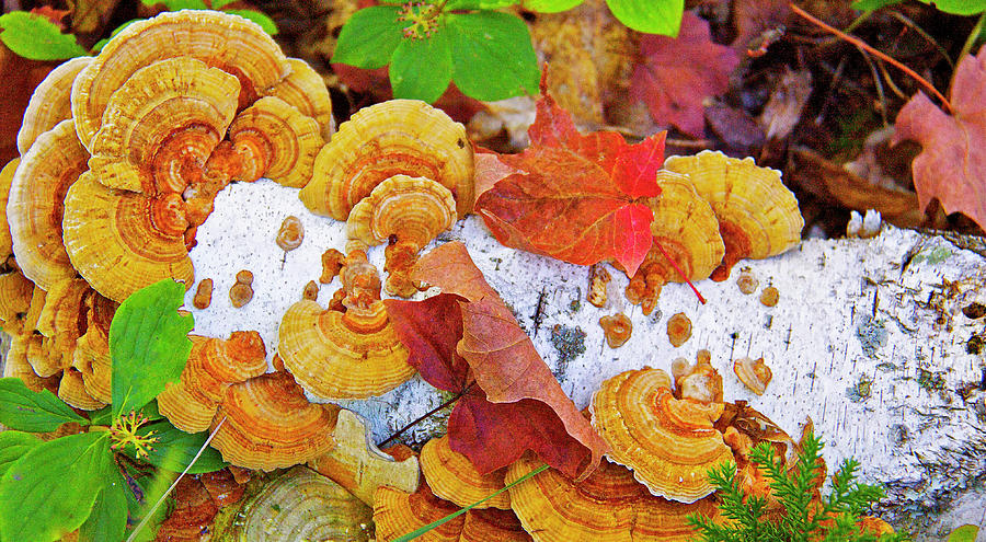 Birch And Fungi Photograph