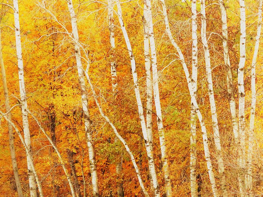 Birch And Maple  Photograph by Lori Frisch