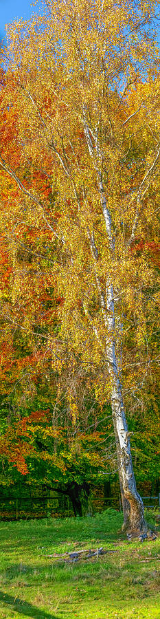 Birch Autumn #i0 Photograph