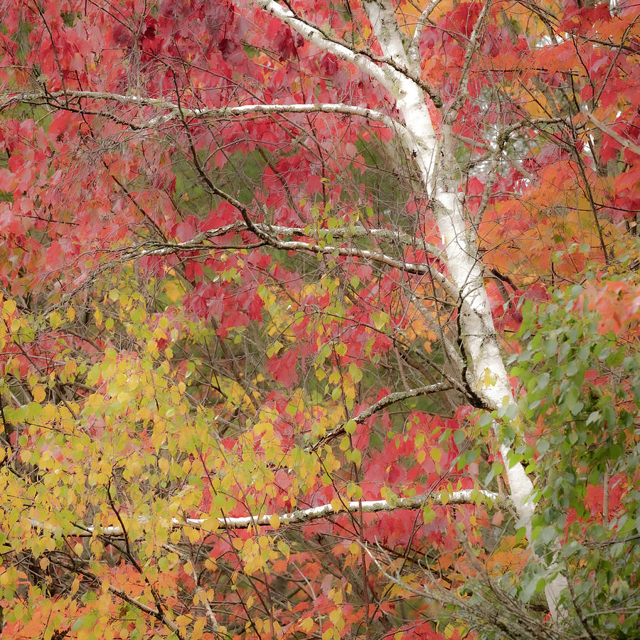 Birch Colors Photograph