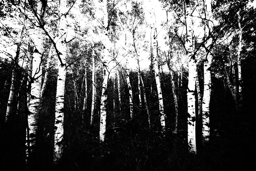 Birch Forest Photograph by Denise LeBleu