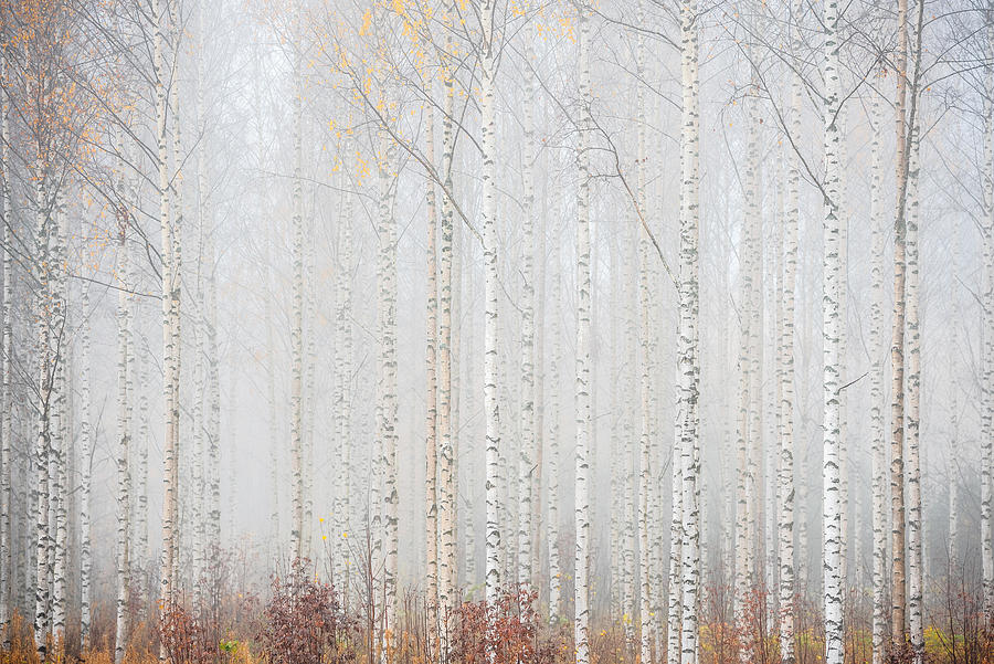 Tree Photograph - Birch Forest In Fog. Autumn Landscape by Erkki Makkonen