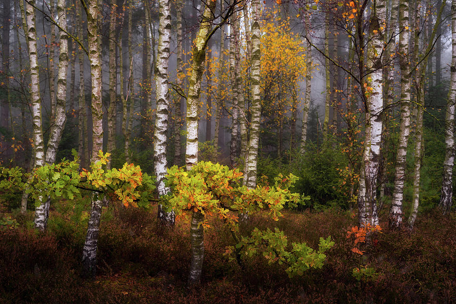 Birch forest in the fog Photograph by Jenco Van Zalk