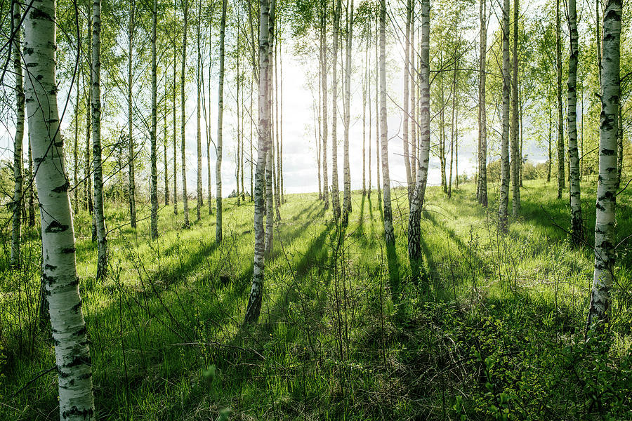 Birch Forest Photograph by Johner Images