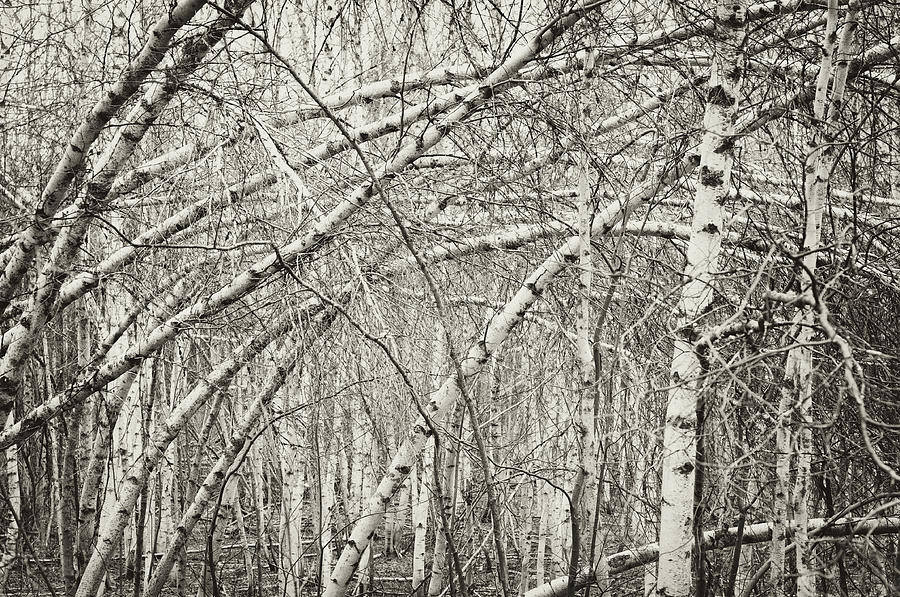 Birch Forest Photograph by Shaunl