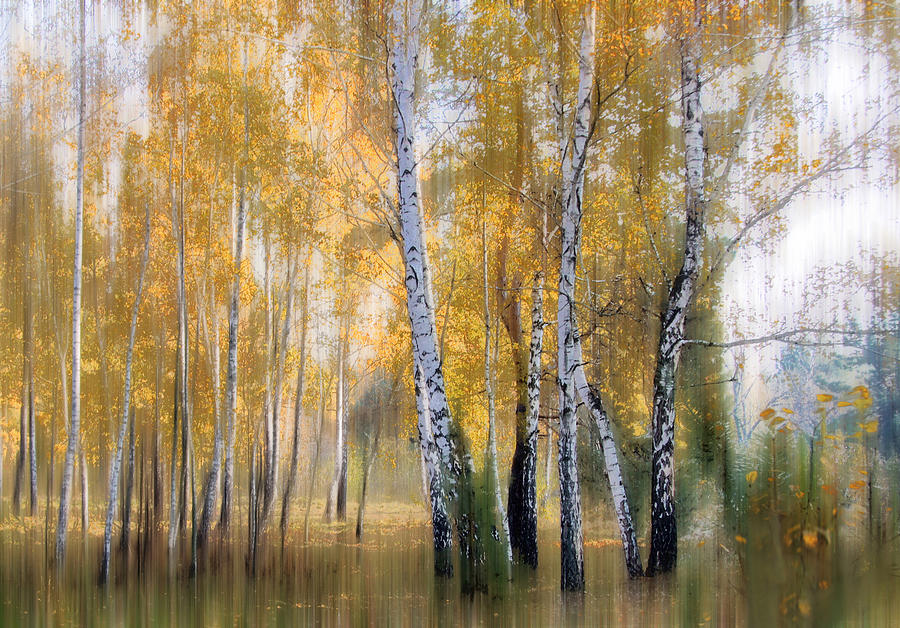 Fall Photograph - Birch Grove by Alexander Kiyashko