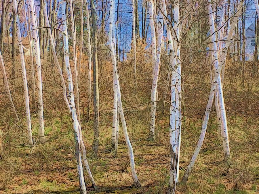 Birch Grove on the side of the hill Digital Art by Steve Glines