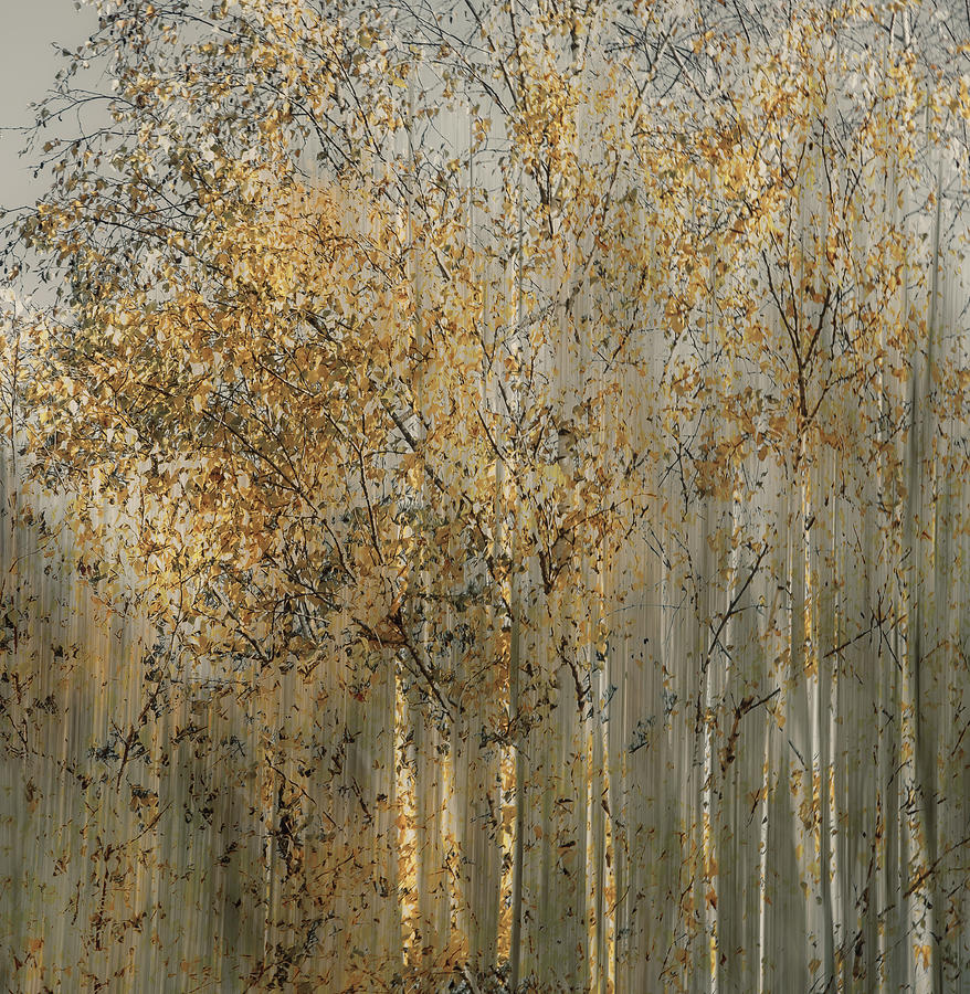 Fall Photograph - Birch Impression by Nel Talen
