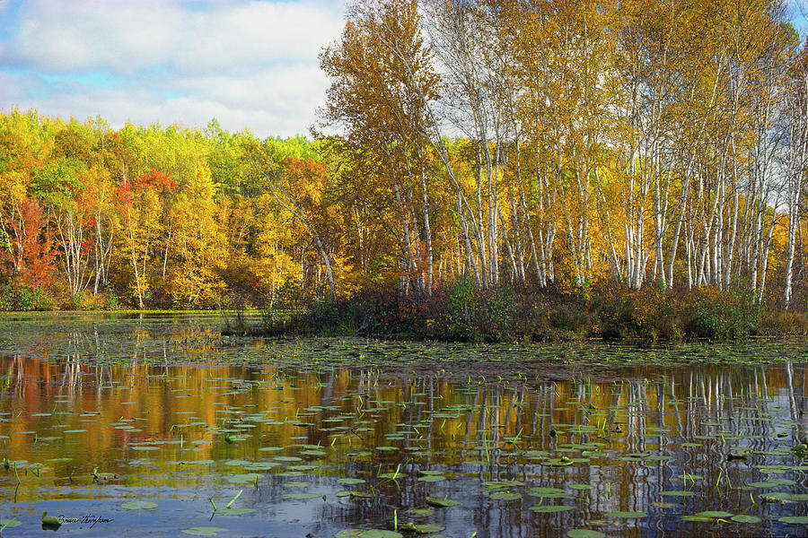 Birch Photograph - Birch Island by Bruce Thompson Birch Photograph - Birch Island by Bruce Thompson