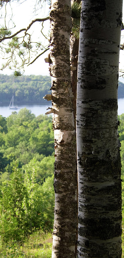 Birch Moor by Dylan Punke Birch Moor by Dylan Punke