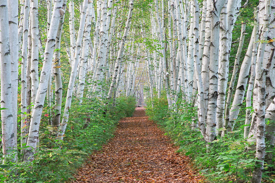 Birch Path 2 Photograph by White Mountain Images