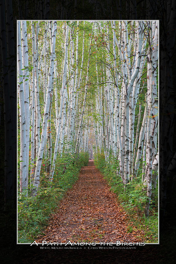 Birch Path Art Mat Print Photograph by White Mountain Images