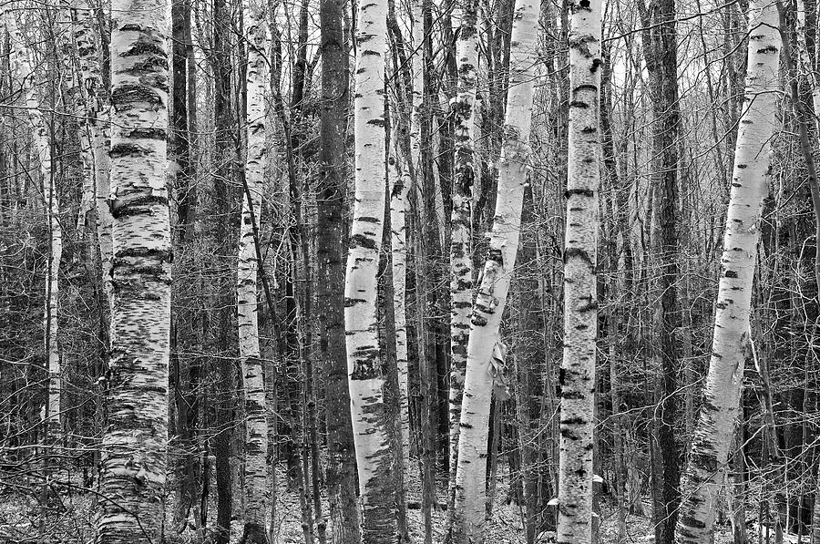 Birch Stand Photograph by Ron Kochanowski