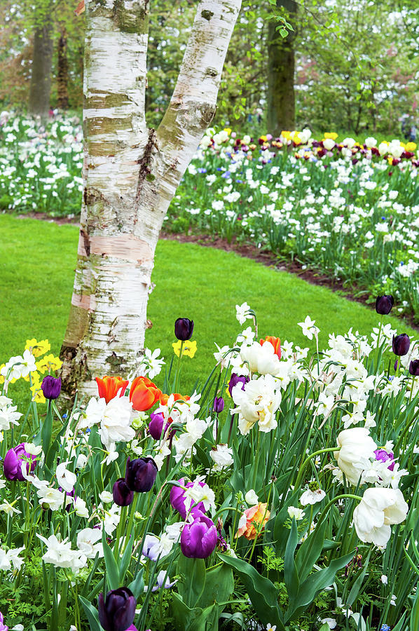 Birch Tree and Colorful Spring Blooms. Keukenhof 1 Photograph by Jenny Rainbow