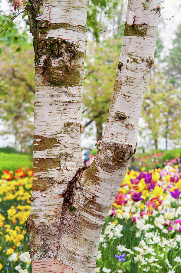 Birch Tree and Colorful Spring Blooms. Keukenhof Photograph by Jenny Rainbow